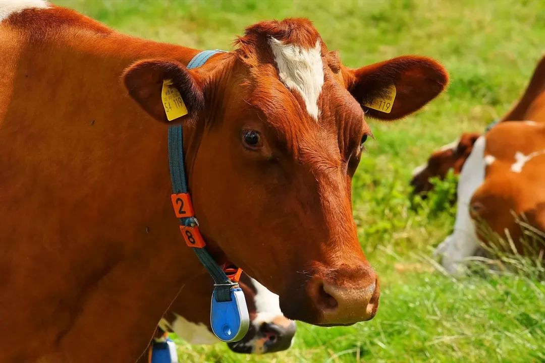 cow-1509258_1280.jpg