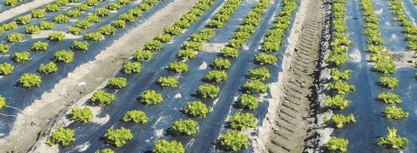 Novamont:Mater-Bi地膜可被视为一种无机肥料,不会释放持久性微塑料