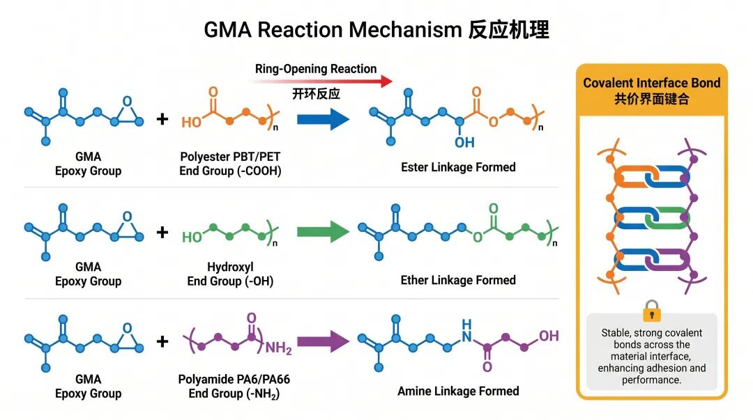 GMA环氧基团与聚酯/聚酰胺端基的化学反应机理